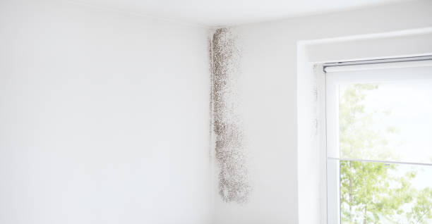 Best Emergency Mold Remediation  in Titusville, FL